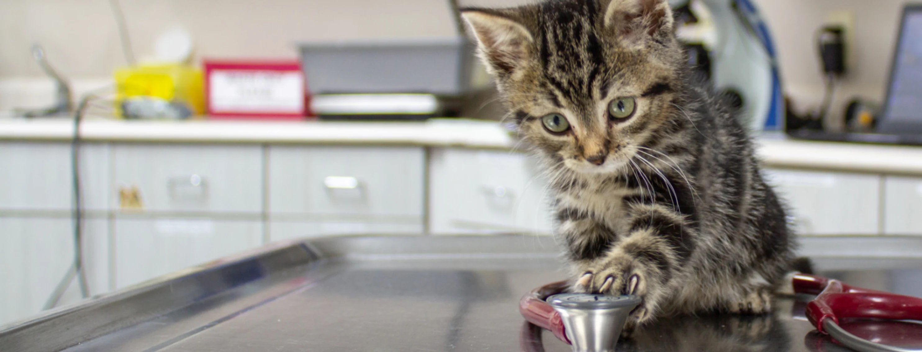 Kitten pawing at a red stethoscope on a table
